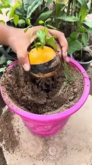 I_Grafted_An_Apple___Orange_Together(240p)