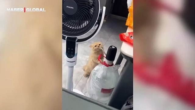 Damacanadan su içmeyi öğrenen kedinin görüntüleri izlenme rekoru kırdı