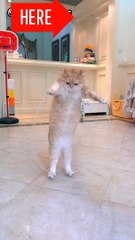 Cats funny videos#cat funn#cat funny jumping #cats funny entertainment #cat funny dance