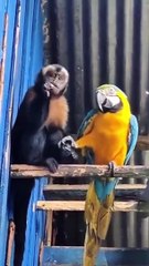Ce singe et ce perroquet sont meilleurs potes... adorable