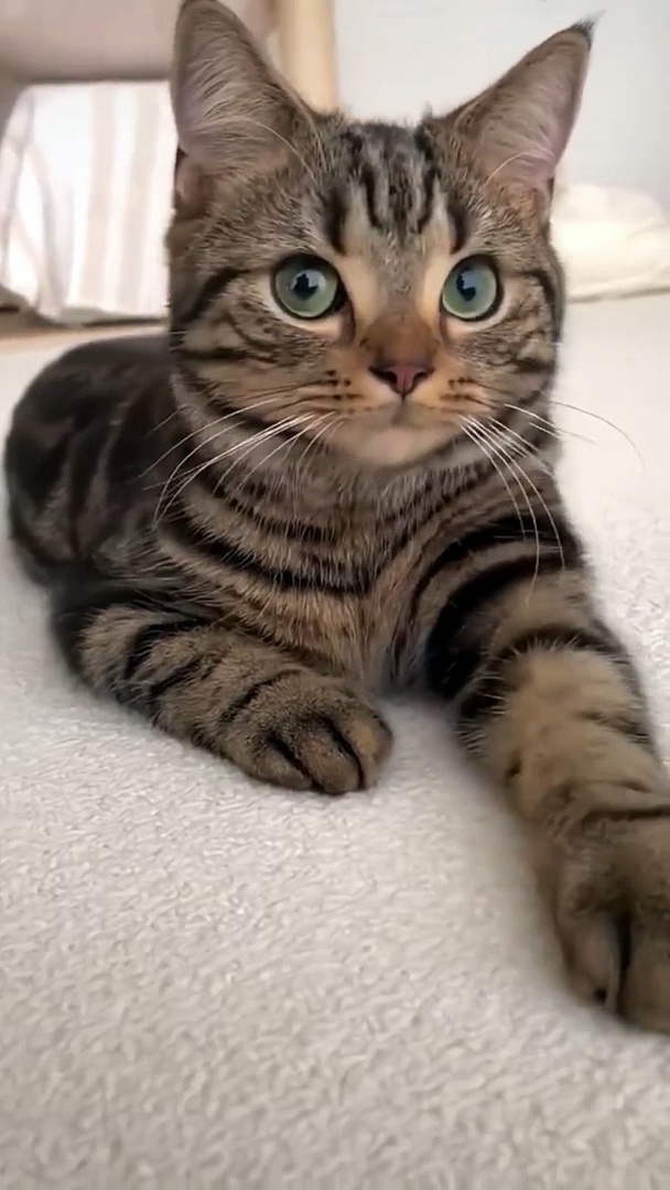 Cats