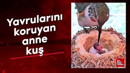 Yavrularını koruyan anne kuş