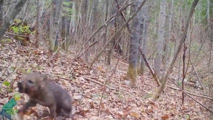 4-week-old wolf cub learning to howl brakes the Internet