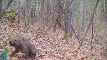 4-week-old wolf cub learning to howl brakes the Internet
