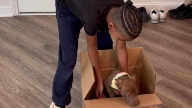 Tail-wagging birthday bash: Puppy surprise steals little boy's heart on his special day