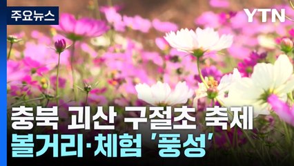 볼거리·체험 '풍성'...충북 괴산 구절초 축제 / YTN