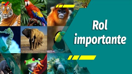 Punto Verde | Importancia de los animales en el ecosistema