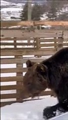 Juan Carrito, l'ultima "posa" dell'orso mascotte