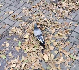 Красивая птица голубь