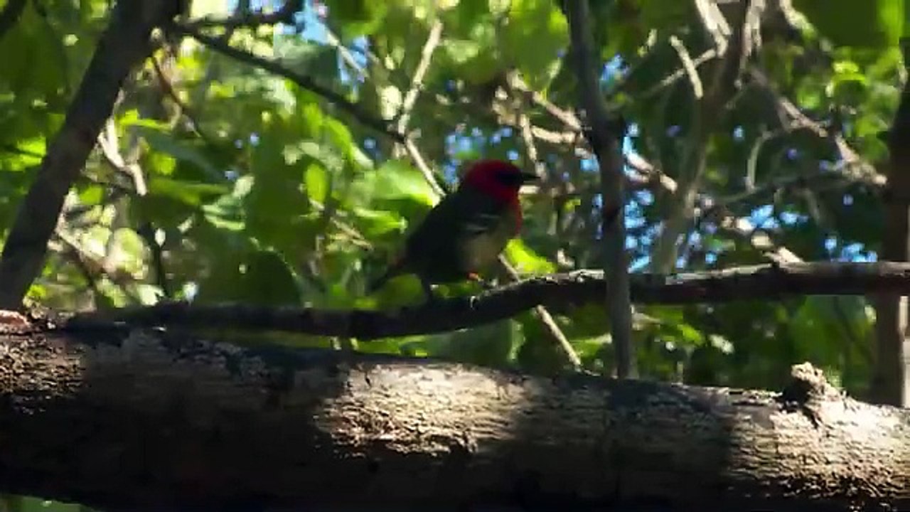 Pourquoi protéger la faune marine de l'île Maurice_