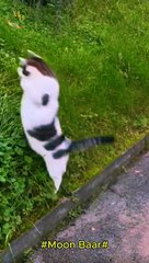 "Cats Doing Things Only Cats Can Do! "\Moon Baar
