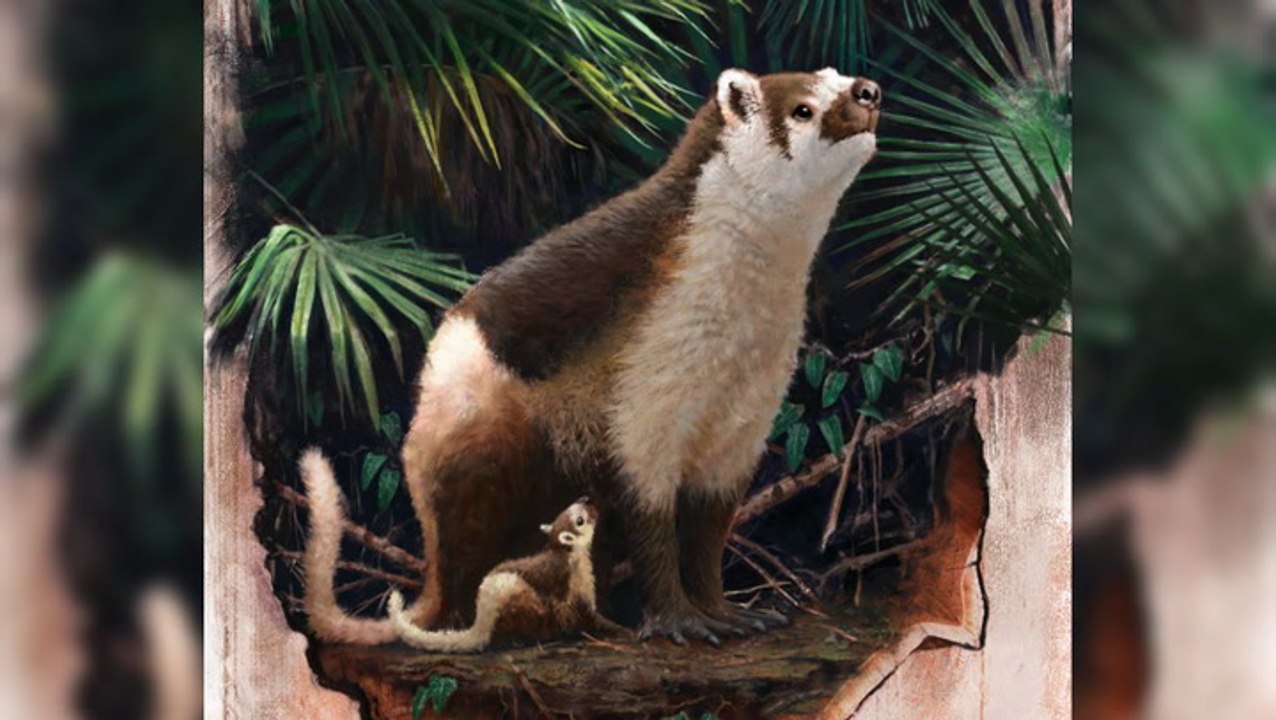Study Finds:The Life Of Pantolambda's Were Larger Than Most Mammals