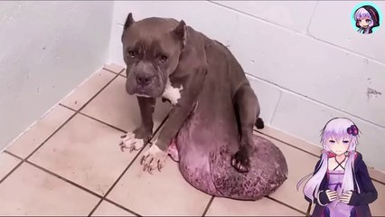 【衝撃】7kgの腫瘍！愛犬を捨てた飼い主の無責任、犬に起こった奇跡の物語　[Shocking] 7kg tumor! A miracle happened to a dog after its irresponsible owner abandoned it