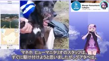 顔面めがけナタを振り下され、頬は裂けその傷は、犬の喉元まで達していました　The dog was hit in the face with a machete, splitting its cheek and causing a wound that reached its throat.