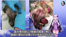 子犬を守り続ける母犬に、人間は無慈悲に、撃ち続けました　Humans mercilessly shot the mother dog who continued to protect her puppies.