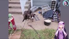 傷つけられ、舌を半分失った犬は、腐った米と共に、重い鉄の鎖で縛られ廃屋に捨てられていました　The injured dog, with half its tongue missing, was found abandoned in an abandoned house, bound with heavy iron chains and fed rotten rice.