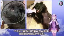 前足と尻尾を失った犬は、人間を怖がり、泣き叫びました　The dog, who had lost its front legs and tail, was scared of humans and cried out in fear.