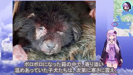 肌を刺すような寒さの中、兄弟の為に助けを求め、叫ぶ子犬を見ても、立ち止まる人間はいませんでした　No one stopped to help the puppy in the biting cold, crying out for his sibling.