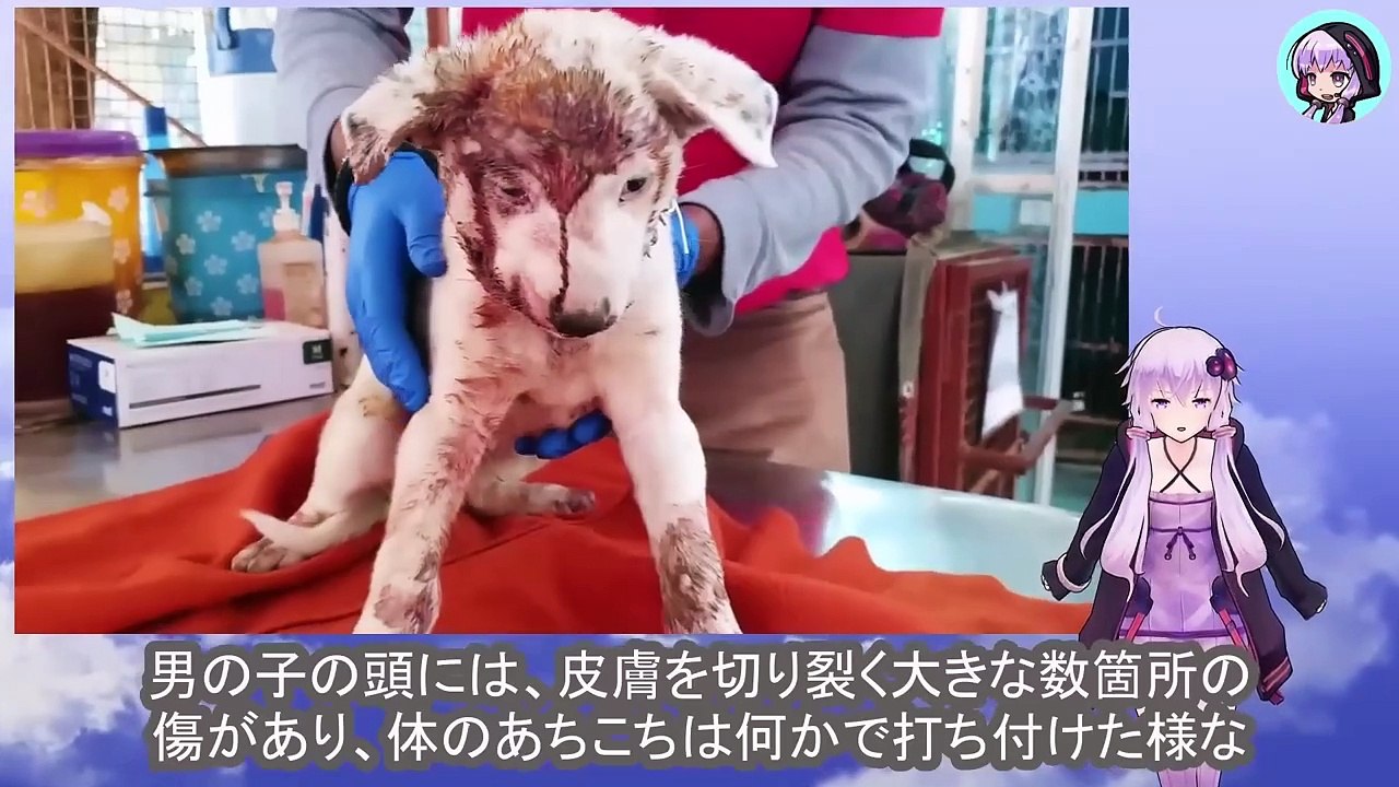 全身、血まみれのまま、丸くうずくまった子犬は痛みと恐怖で体を震わせ続けていました　The puppy was covered in blood and curled up in a ball, trembling with pain and fear.