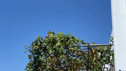 The wind touches everything in summer | movie | 2024 | Official Trailer