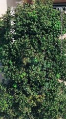 🔥抖音新剧《我的爸妈卧虎藏龙》上线，精彩不容错过！