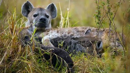 istockphoto-1472171413-640_adpp_is