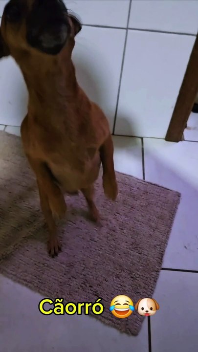 A Dança Cãorró