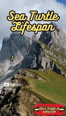 Animal Facts         Sea Turtle Lifespan         #shorts