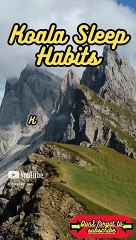 Animal Facts         Koala Sleep Habits         #shorts