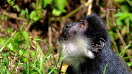 Clever Monkey and Gready Crocodile Interesting Children Story