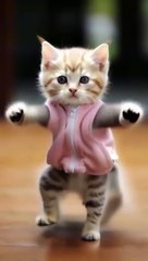 so funny cat videos  #cat #catlover #funnycat #shortvideo #shortsfeed #shorts #shortsvideo