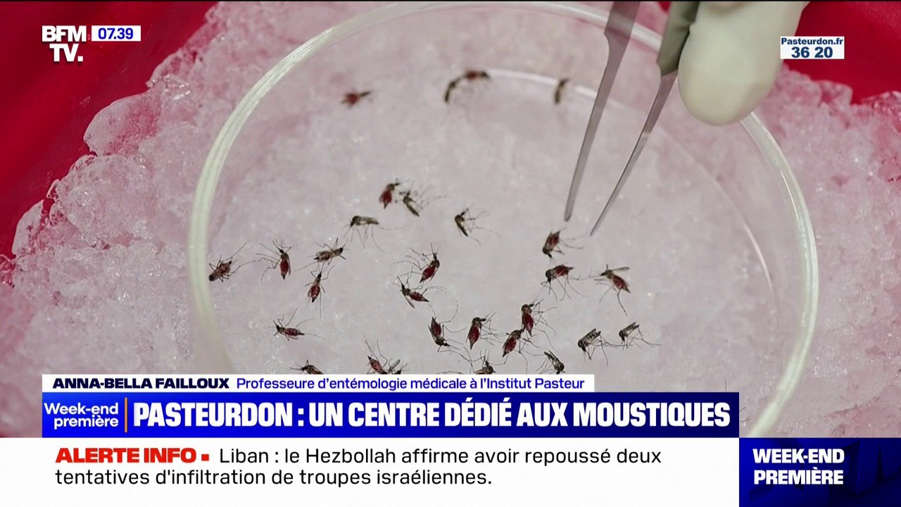 L'Institut Pasteur étudie les maladies transmises par les moustiques dans un centre dédié à ces insectes