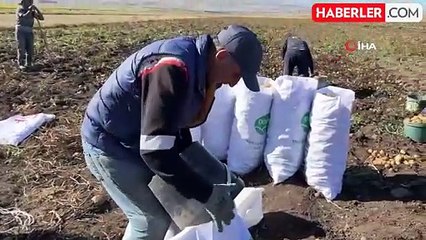 Arpaçay'da Kışlık Patates Hasadı Başladı
