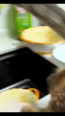 Cute cat | funny kitten part 4