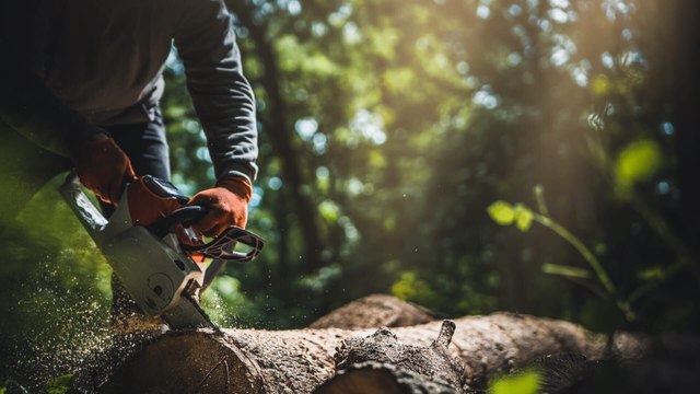 Bûcheron : un métier à hauts risques