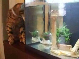 tigris le chat et ses poissons