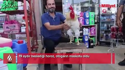 19 aydır beslediği horozuna gelen tüm teklifleri reddetti