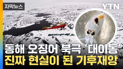 [자막뉴스] 동해 떠난 오징어 전부 북극으로? 진짜 현실이 된 기후재앙 / YTN
