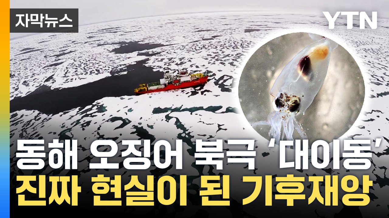 [자막뉴스] 동해 떠난 오징어 전부 북극으로? 진짜 현실이 된 기후재앙 / YTN