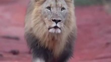 The Majestic Lion:King of the Animal Kingdom