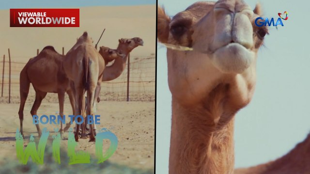 Doc Ferds Recio, binista ang mga camel sa Abu Dhabi at Negros Occidental | Born to be Wild