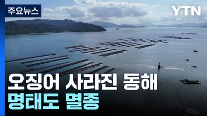 명태·오징어 사라지는 동해...56년 동안 1.9도 올랐다 / YTN