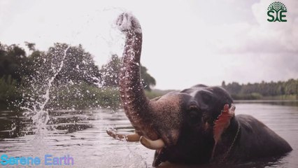 Gentle Giants: Elephants in the Wild