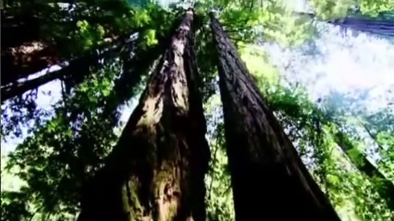 Cerebro, el Último Enigma (documental completo)