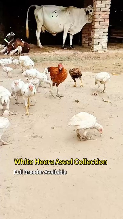 Is Ko Khaty Ha Foryou Video For Par Ha Ya Bahi Jao #birds #foryou #foryoupage #pet #birdsoftiktok #viral #chick #chicken #petlover #birdsofinstagram #whitemurgh #birdsofinstagram #pets #capcut