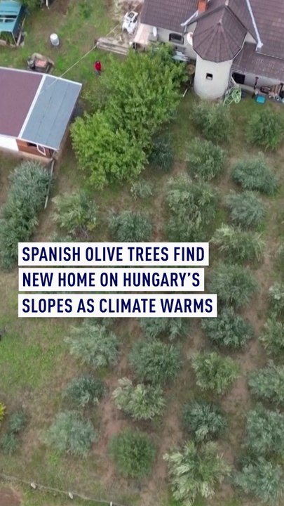 As easy as one, two, tree: Spanish olives being grown in a new home