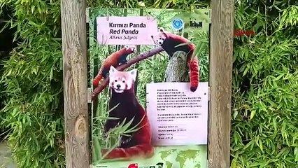 BURSA Sibirya kaplanı 'Victor' ve kızıl panda 'Bambi', 4 bin kilometre uzaklıktan gelen eşleriyle buluştu