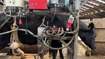 Amazing Hoofs Care That Will Shock You ｜ Intelligent Sawdust Transporting ｜ Pretty Girl At The Farm