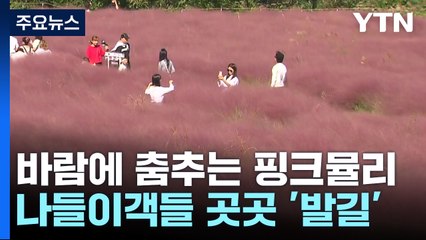 바람에 춤추는 핑크뮬리...가을 정취 가득한 '꽃밭' / YTN