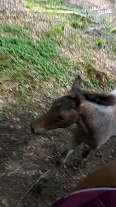 Curious Baby Horse Takes a Tumble!  A Lesson in Sticking Close to Mom